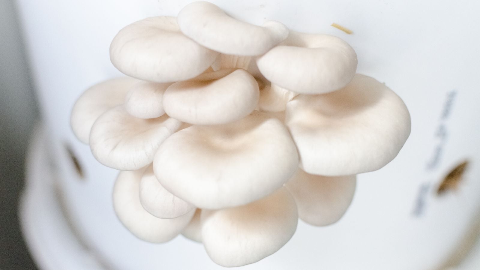 A close-up shot of several developing white colored fungi, placed on a white bucket in a well lit area