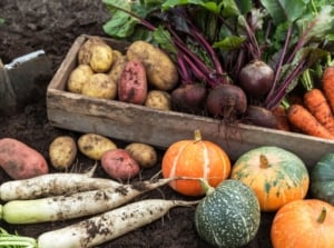 A close up shot of several freshly harvested August crops from a survival garden.