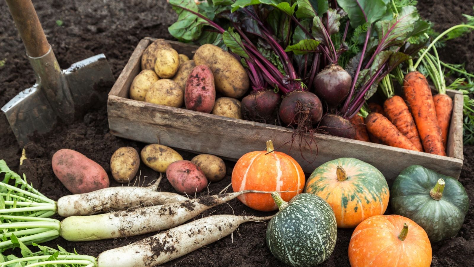 A close up shot of several freshly harvested August crops from a survival garden.
