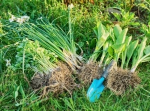 A close-up shot of several newly separated plants and flowers alongside a small blue hand trowel, showcasing how to divide and replant perennials