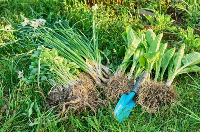 A close-up shot of several newly separated plants and flowers alongside a small blue hand trowel, showcasing how to divide and replant perennials