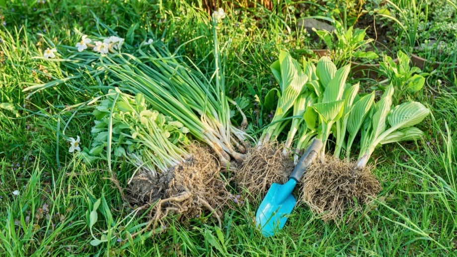 A close-up shot of several newly separated plants and flowers alongside a small blue hand trowel, showcasing how to divide and replant perennials