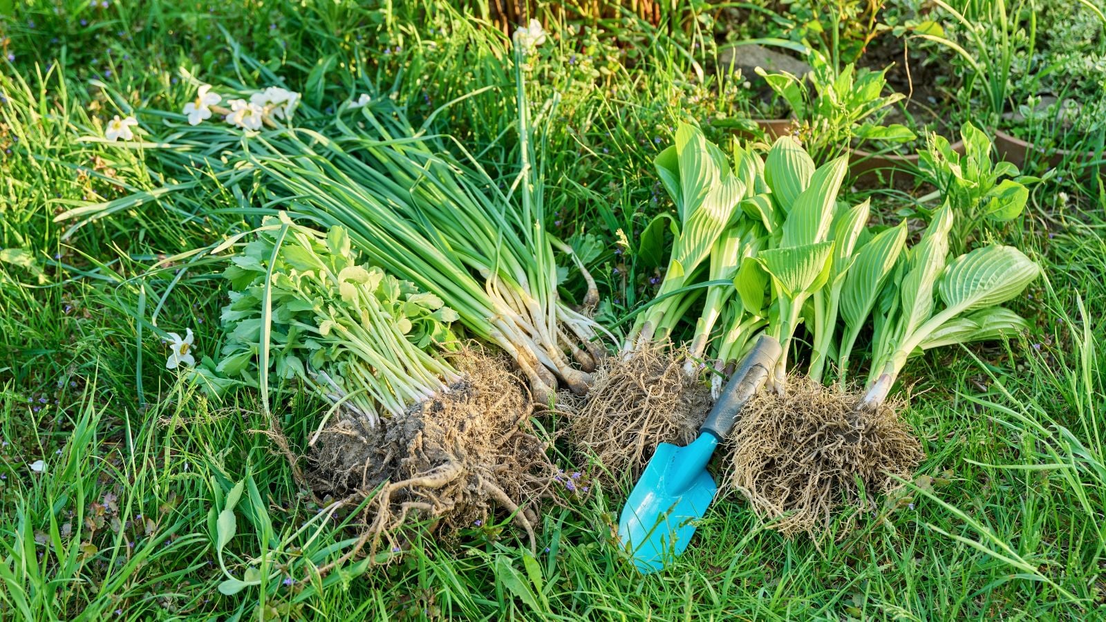 A close-up shot of several newly separated plants and flowers alongside a small blue hand trowel, showcasing how to divide and replant perennials