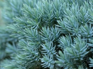 A close-up shot of thin needle-like leaves on a compact mounding plant of the blue star juniper
