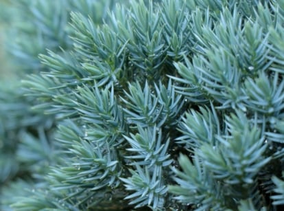 A close-up shot of thin needle-like leaves on a compact mounding plant of the blue star juniper