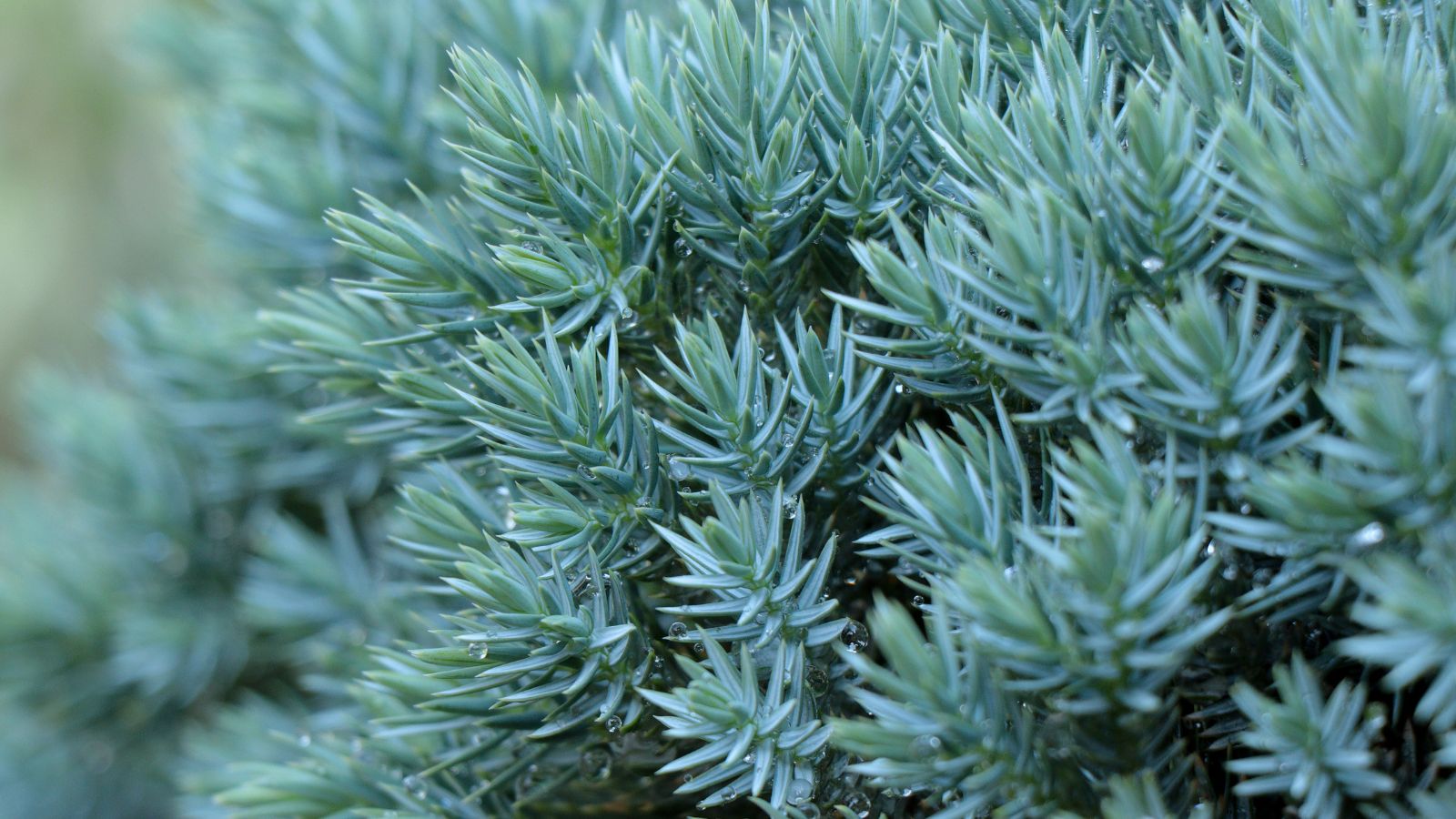 A close-up shot of thin needle-like leaves on a compact mounding plant of the blue star juniper