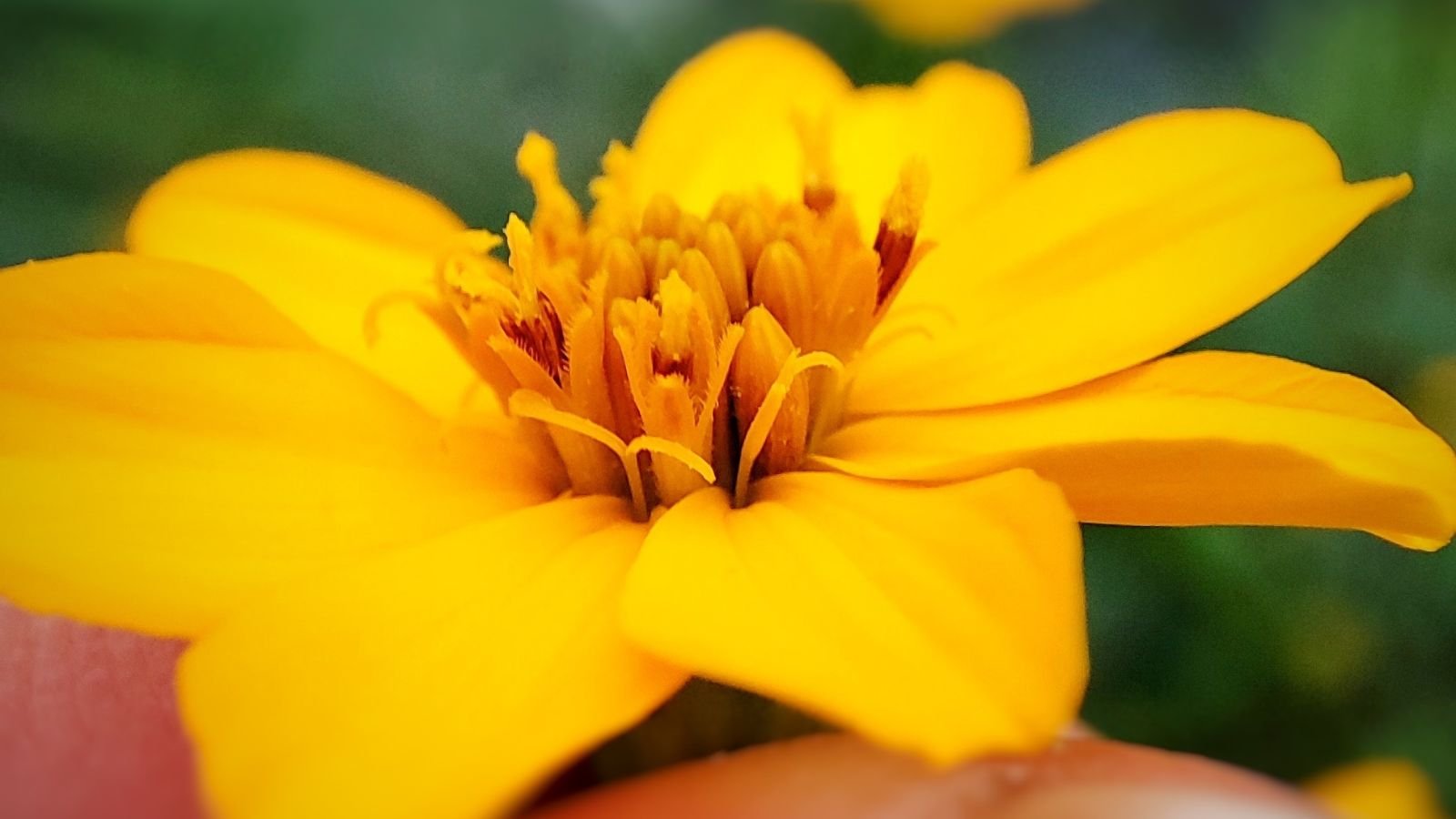 A closeup shot of a Tagetes lemmonii plant with bright yellow blooms having soft and delicate petals