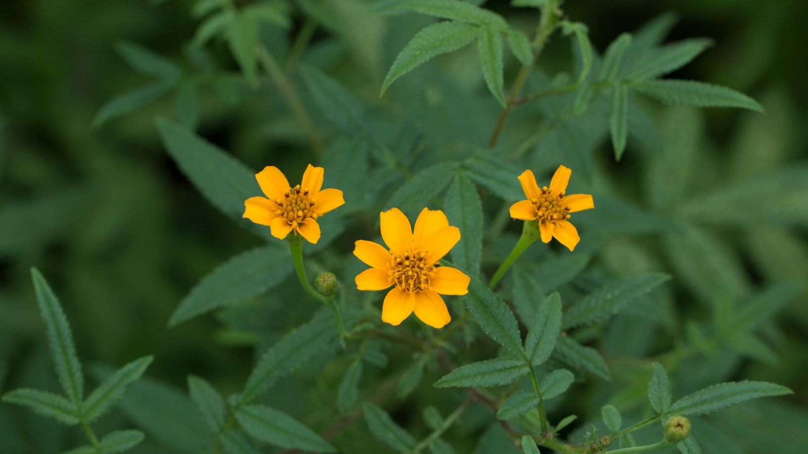 A cute and lovely Tagetes lemmonii plant with small yellow blooms with long leaves that look deep green