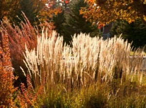 A garden with different color changing perennials.