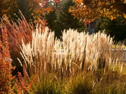 A garden with different color changing perennials.