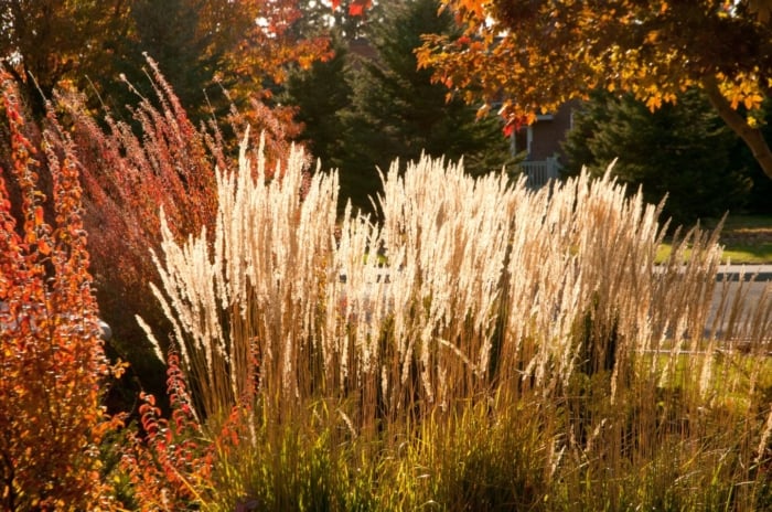 A garden with different color changing perennials.