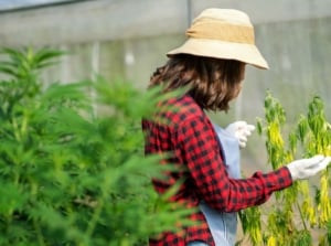 A gardener checking plants for damaging garden pests, looking at leaves closely to spot any damage from pests
