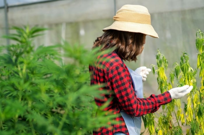 A gardener checking plants for damaging garden pests, looking at leaves closely to spot any damage from pests