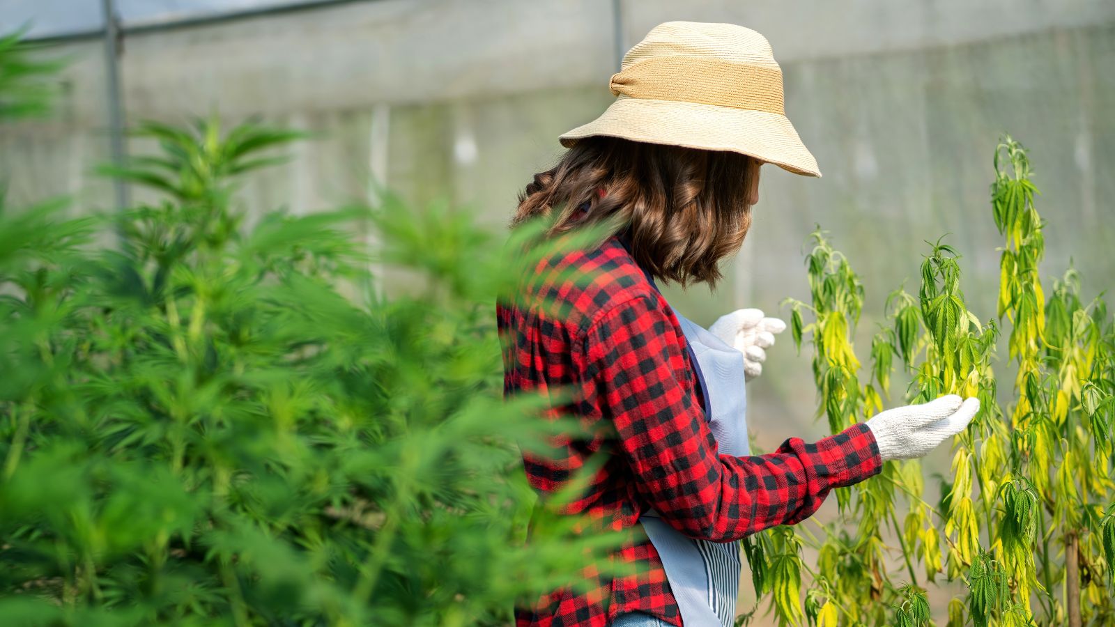 A gardener checking plants for damaging garden pests, looking at leaves closely to spot any damage from pests