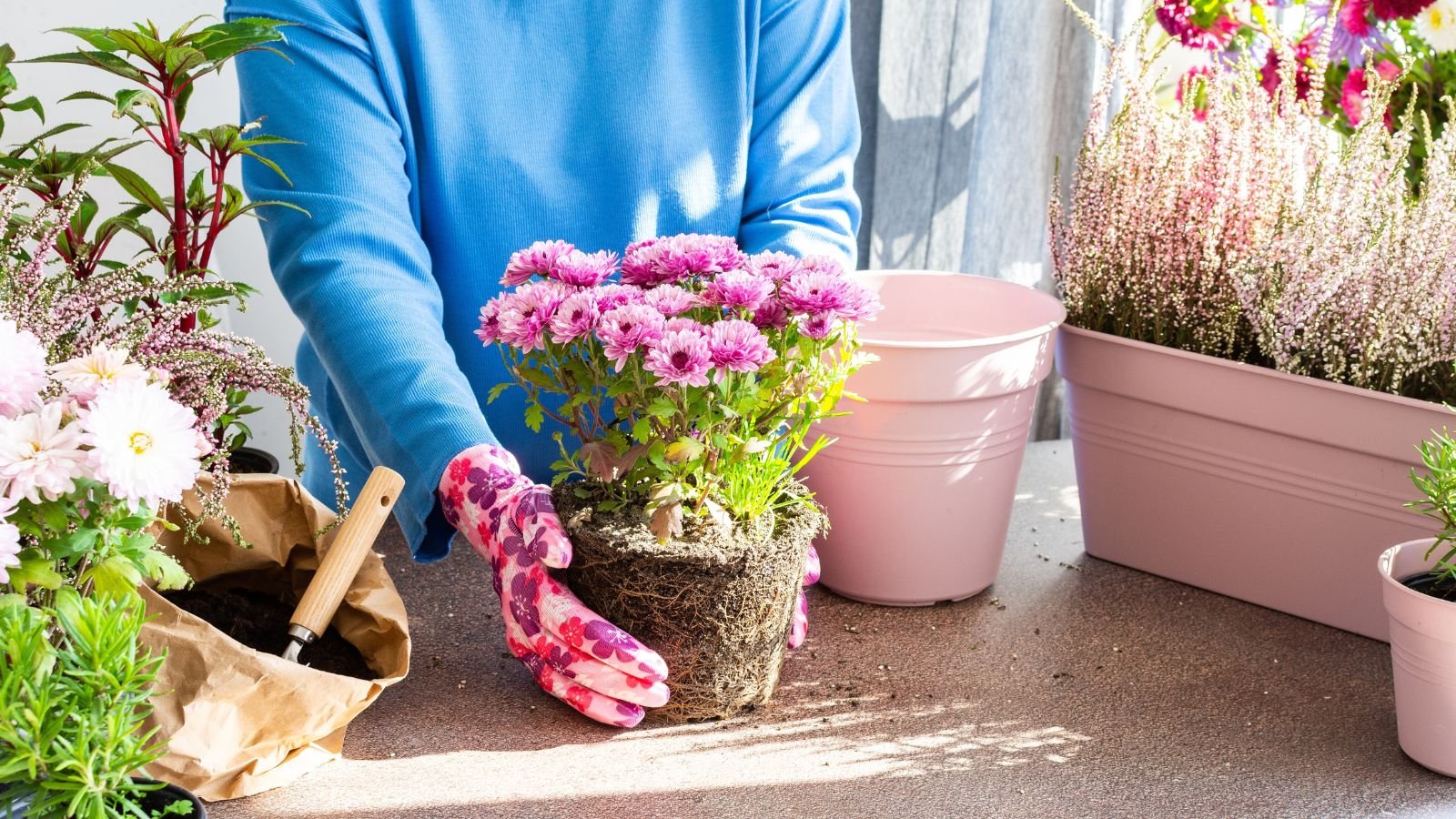 A gardener holding a plant with roots caked with soil having a pink pot nearby on a sturdy surface