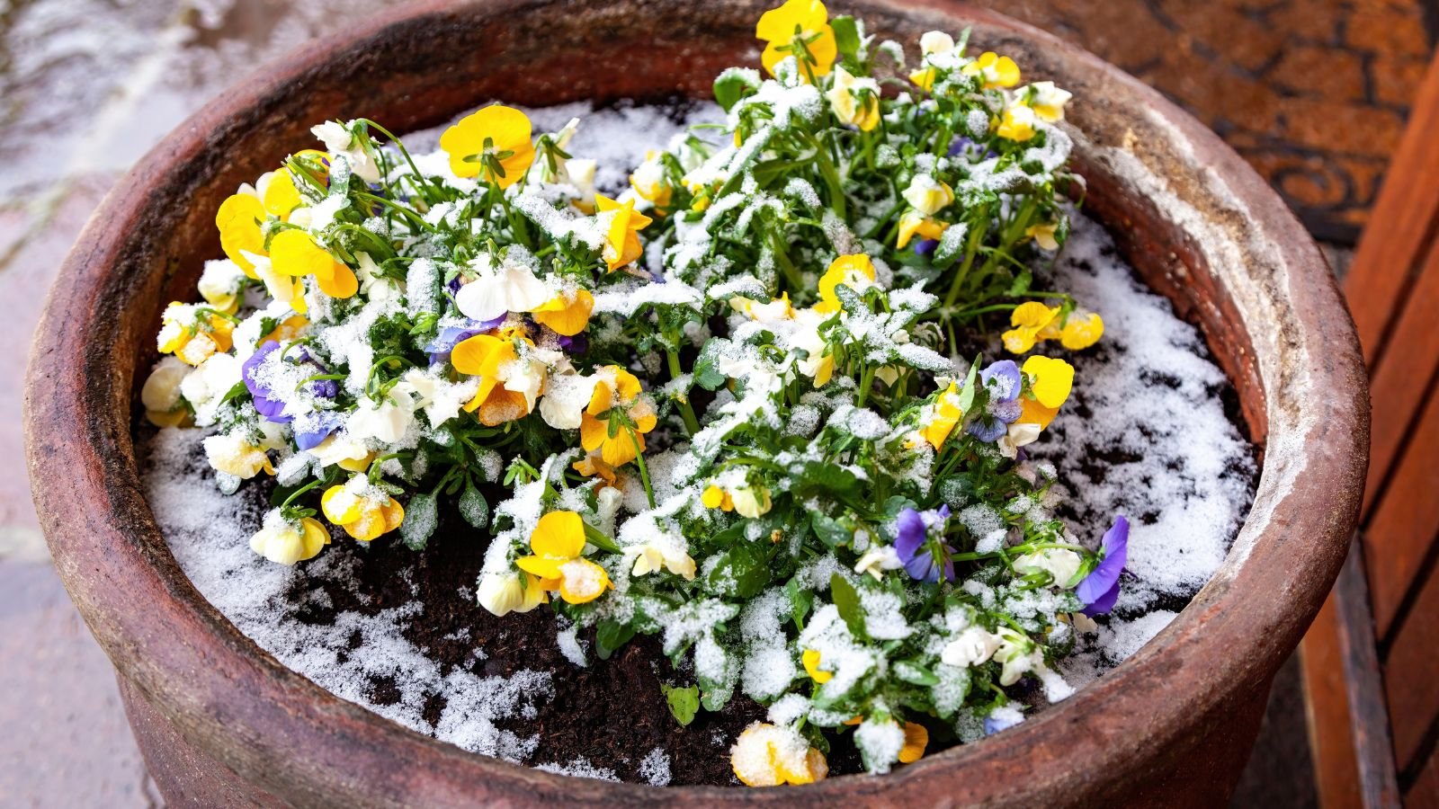 A large clay pot with blooms covered in snow, having yellow and purple blooms peeking from under white frost