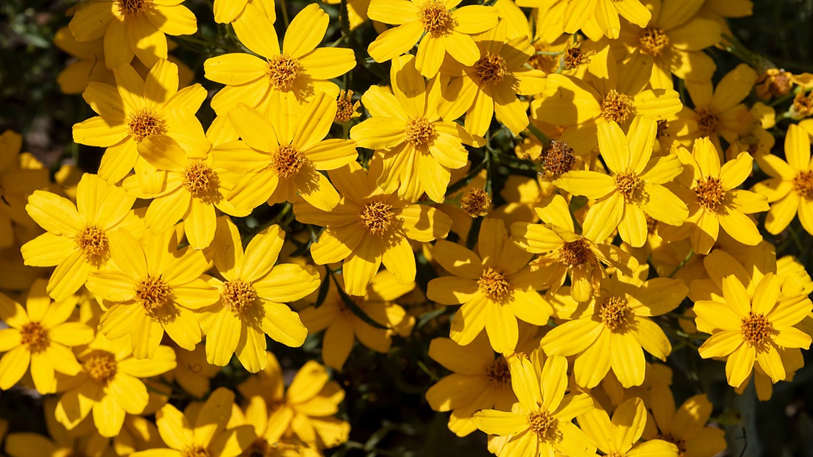 A lush layer of Tagetes lemmonii blooms, having a bright yellow hue surrounded by deep green leaves and stems