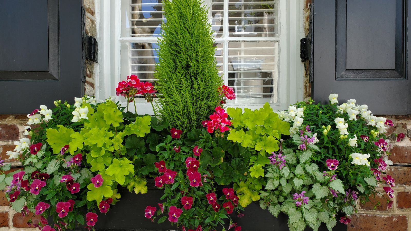 A medley of frost-tolerant greens having many pink, red and purple blooms and green foliage