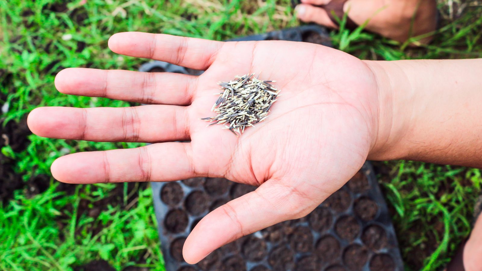 A person holding a pile of seeds in bare hand, with a seed tray looking blurred in the background