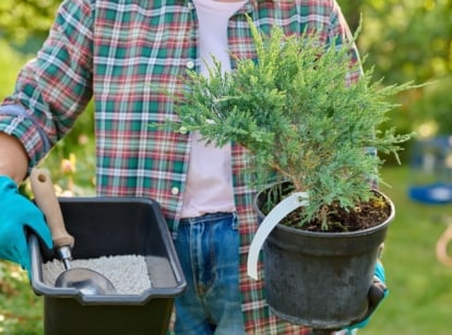 A person holding a potted conifer and fertilizer to fertilize plants August, doing so while wearing gloves with other plants appearing in the background