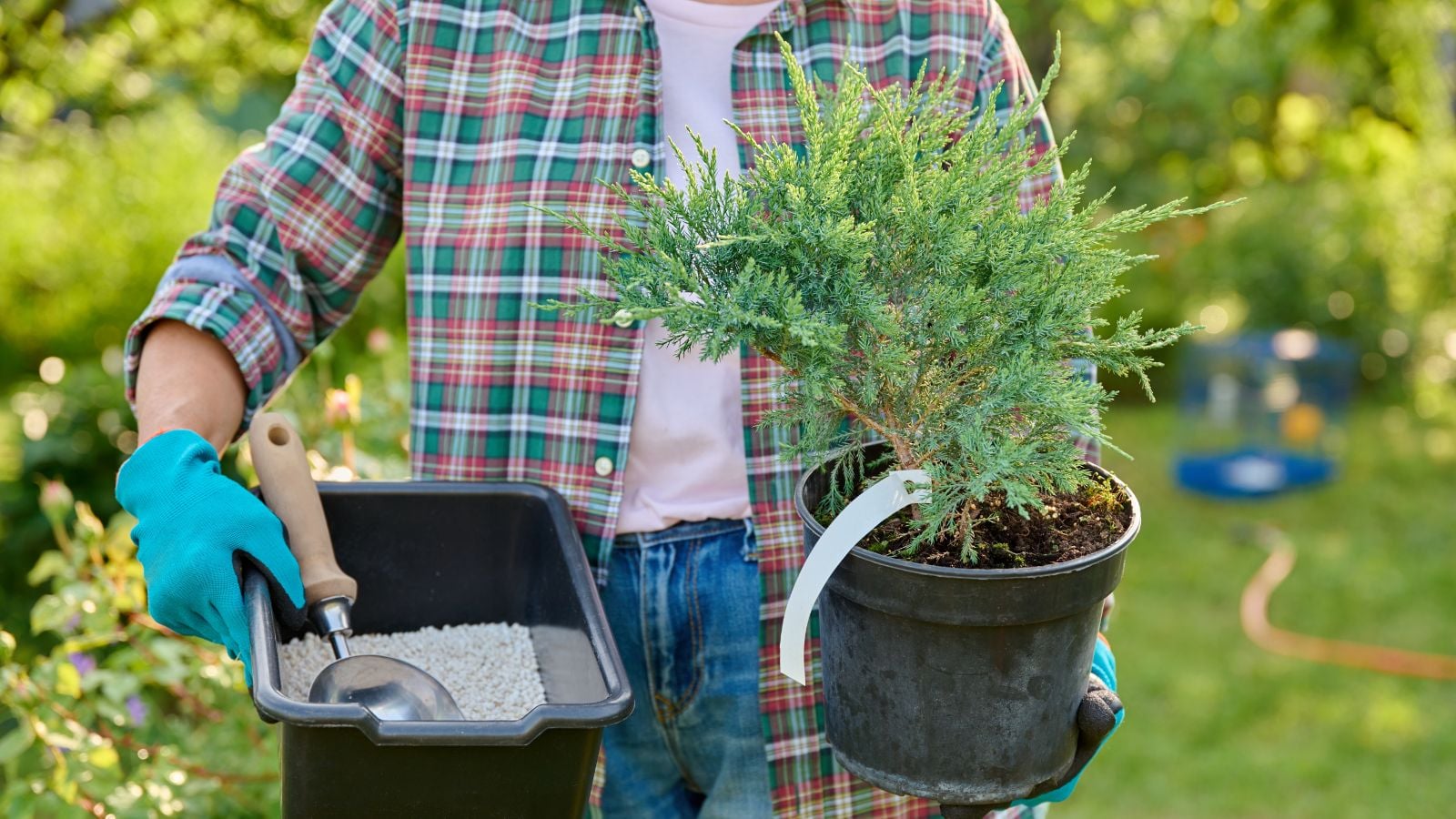 A person holding a potted conifer and fertilizer to fertilize plants August, doing so while wearing gloves with other plants appearing in the background