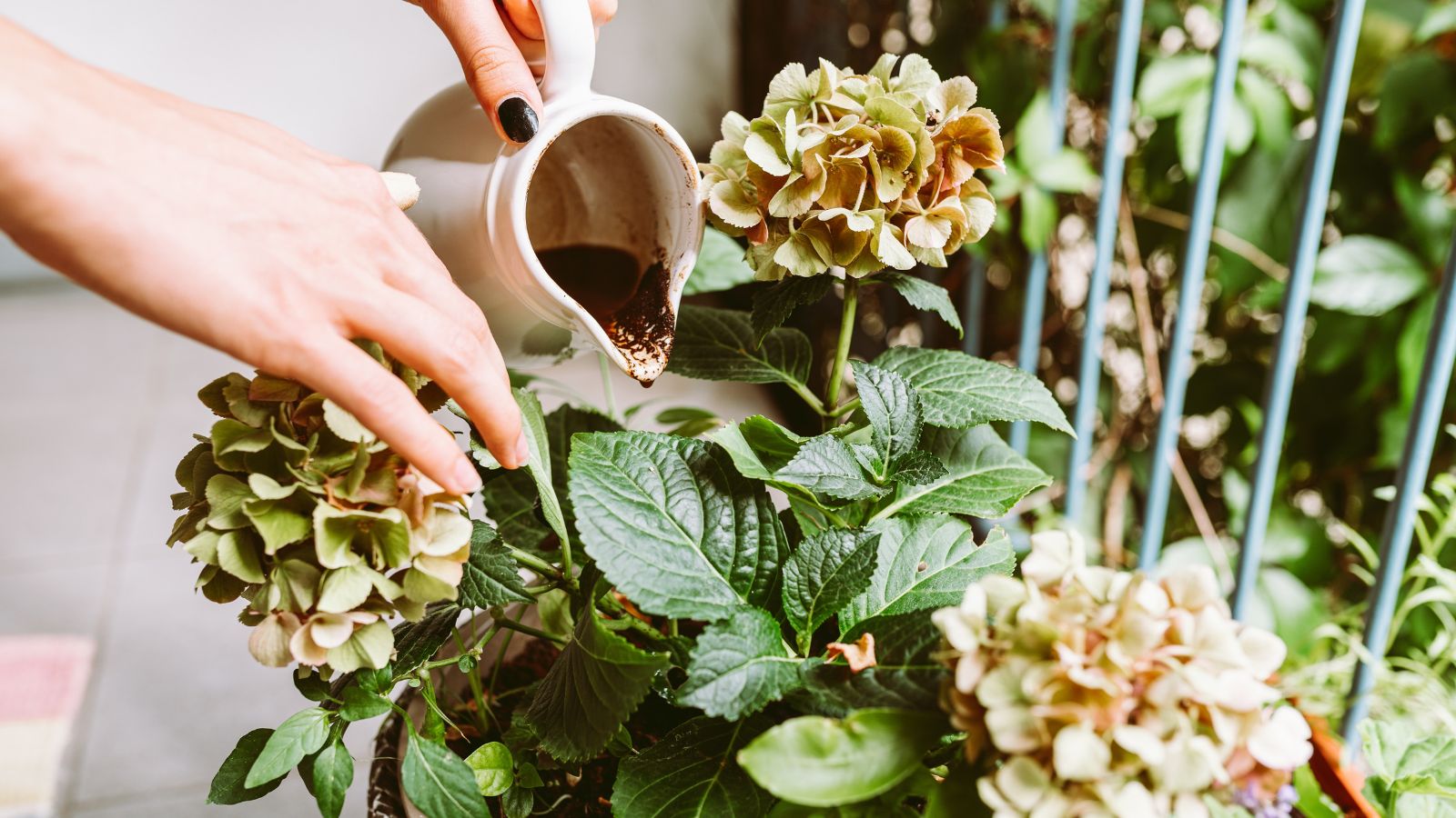 A person pouring coffee grounds on plant's base, using a small ceramic pitcher evading the leaves and blooms