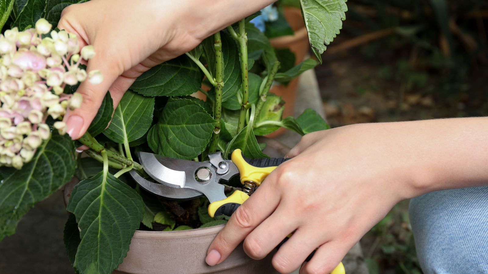 A person using bare hands and a tool to cut plant's stem that has a cluster of flowers on top