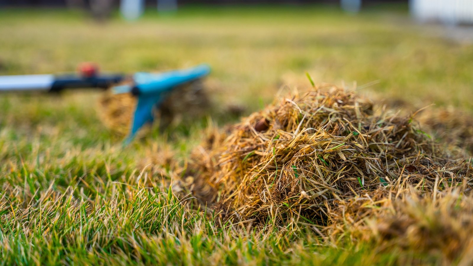 Close-up of a pile of dry grass scraped from the lawn with a blue rake.