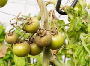 A plant with round fruits appearing to turn brown and dried up due to late summer tomato pests.
