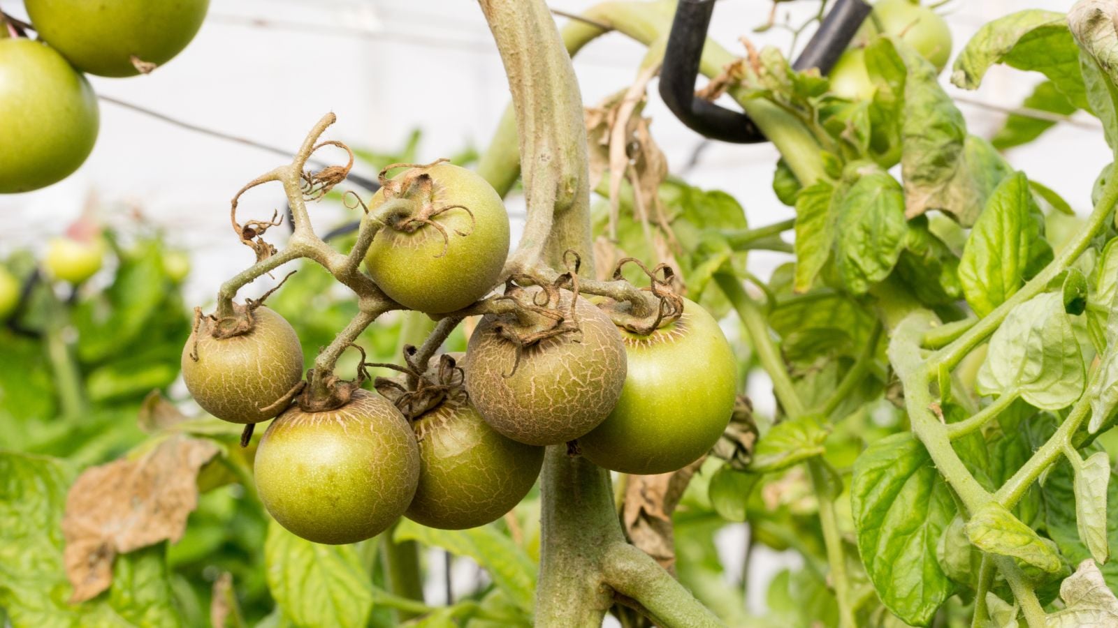 A plant with round fruits appearing to turn brown and dried up due to late summer tomato pests.