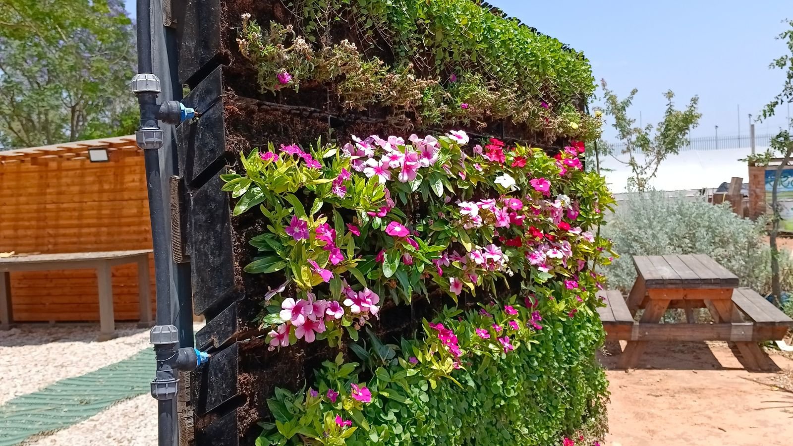 A setup placed outdoors having trailing plants appearing bright green with different-colored blooms