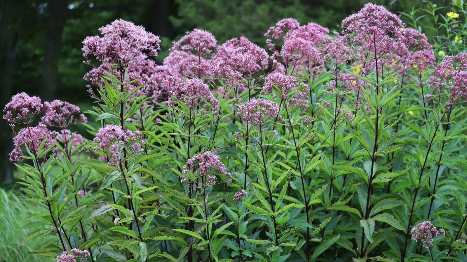 A shot of a composition of developing flowers atop tall slender stems and green foliage, all situated in a well lit area outdoors