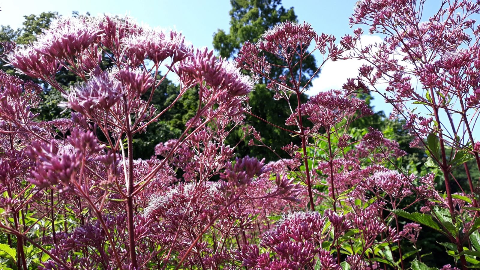 A shot of a large composition of clusters of pink-purple flowers basking in bright sunlight outdoors