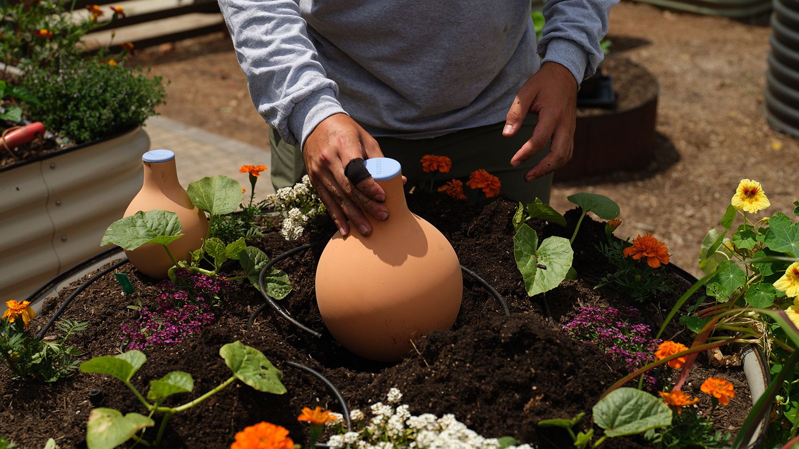 A shot of a person in the process of burying an Olla pot in a raised bed meant to help keep foliage moist