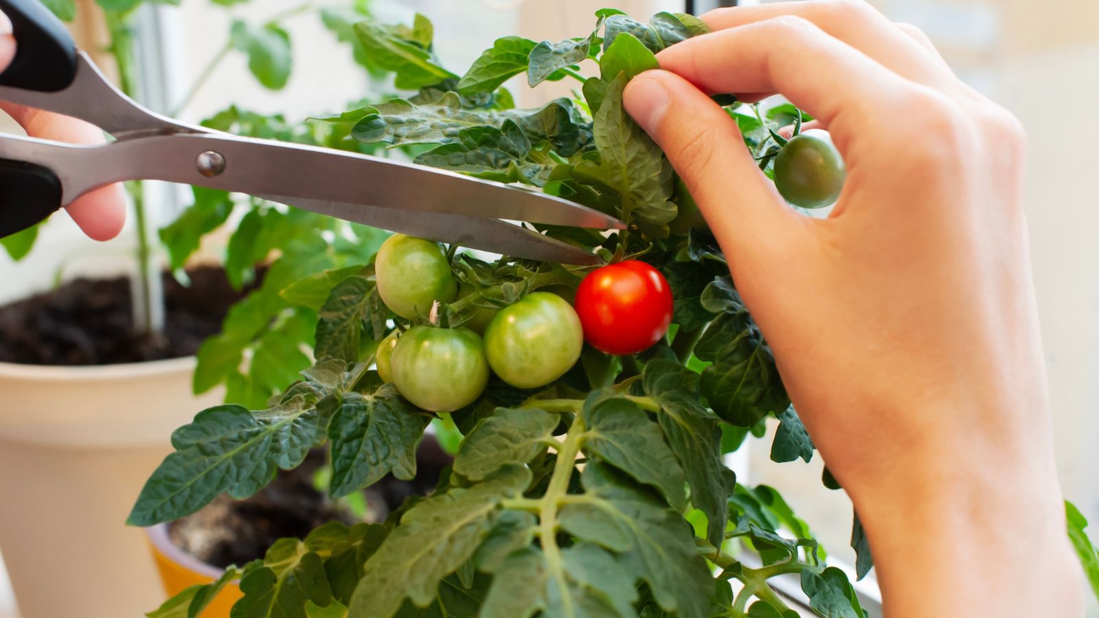 A shot of a person in the process of harvesting ripe and round fruits placed in a small planter in a well lit area