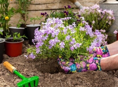 A shot of a person in the process of uprooting star-shaped purple colored flowers