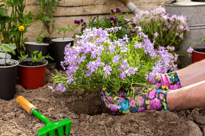 A shot of a person in the process of uprooting star-shaped purple colored flowers