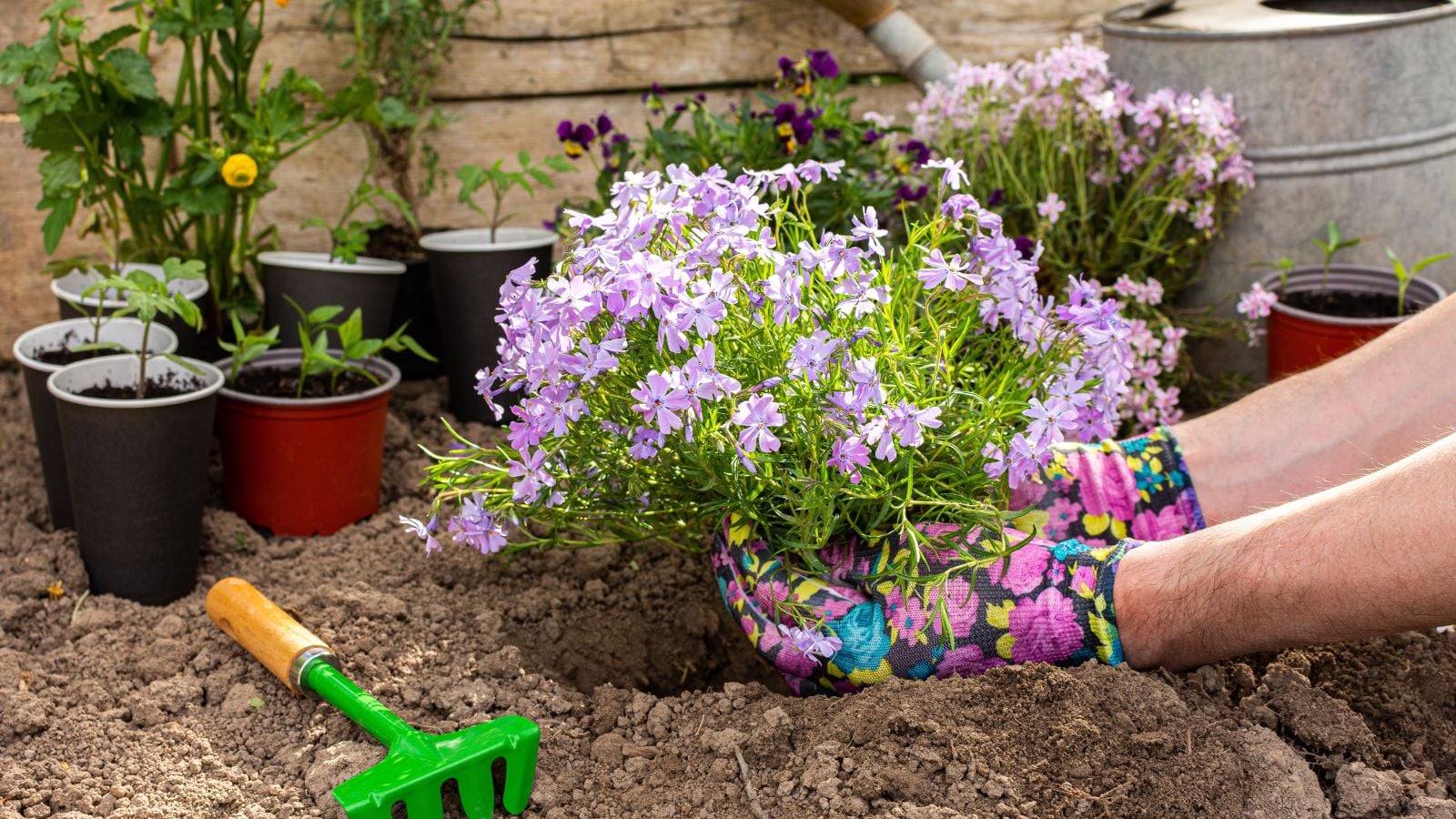 A shot of a person in the process of uprooting star-shaped purple colored flowers