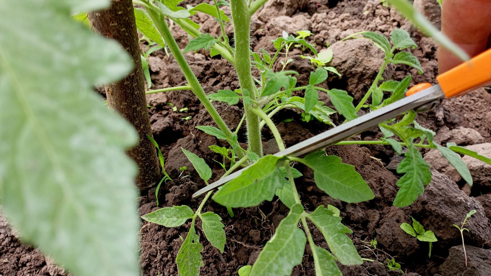A shot of a person in the process of using clean scissors to prune of lower leaves of a crop thati s placed near the soil ground, all situated in a well lit area outdoors