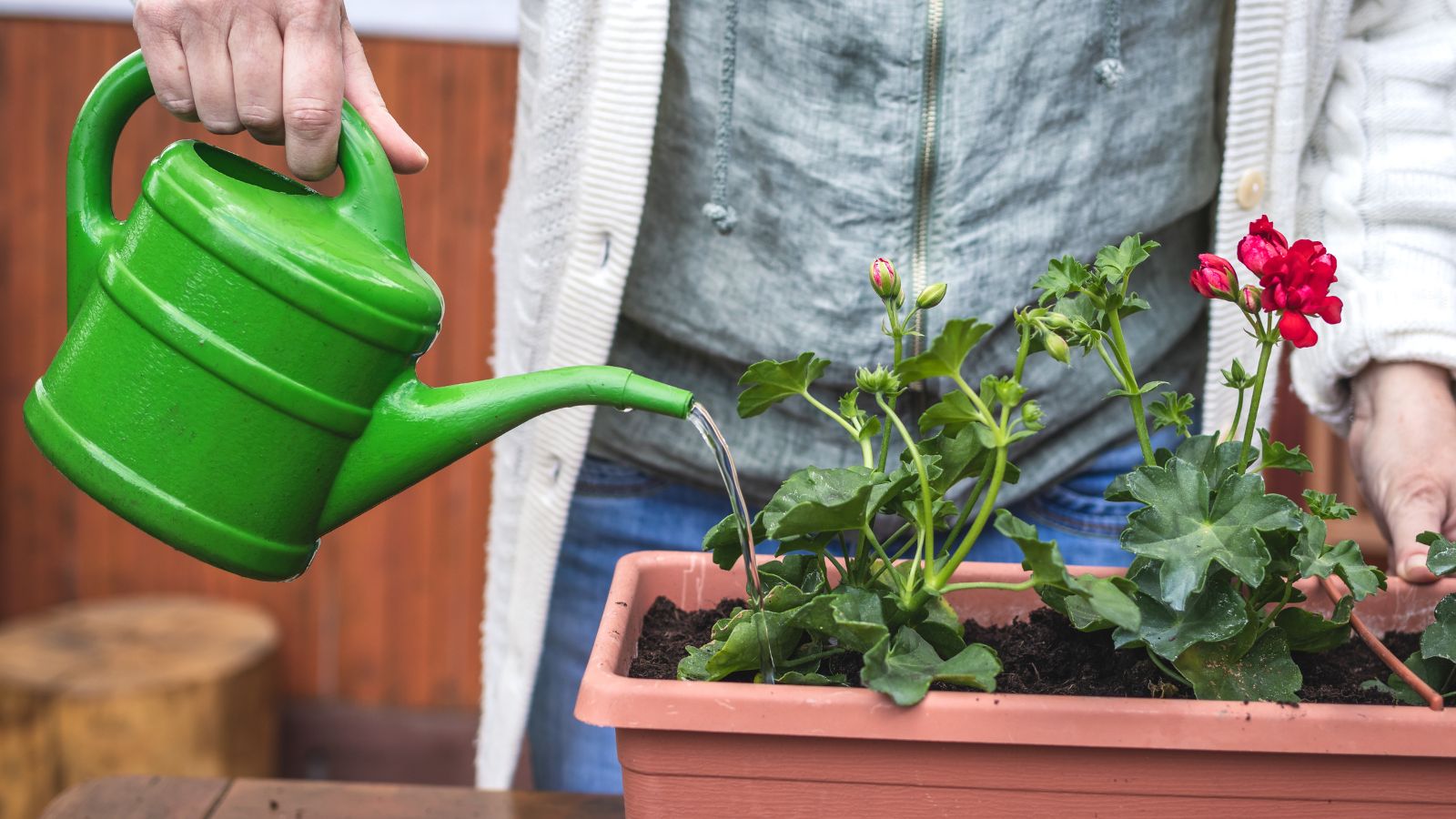 A shot of a person in the process using a green colored watering can to water struggling, potted flowers