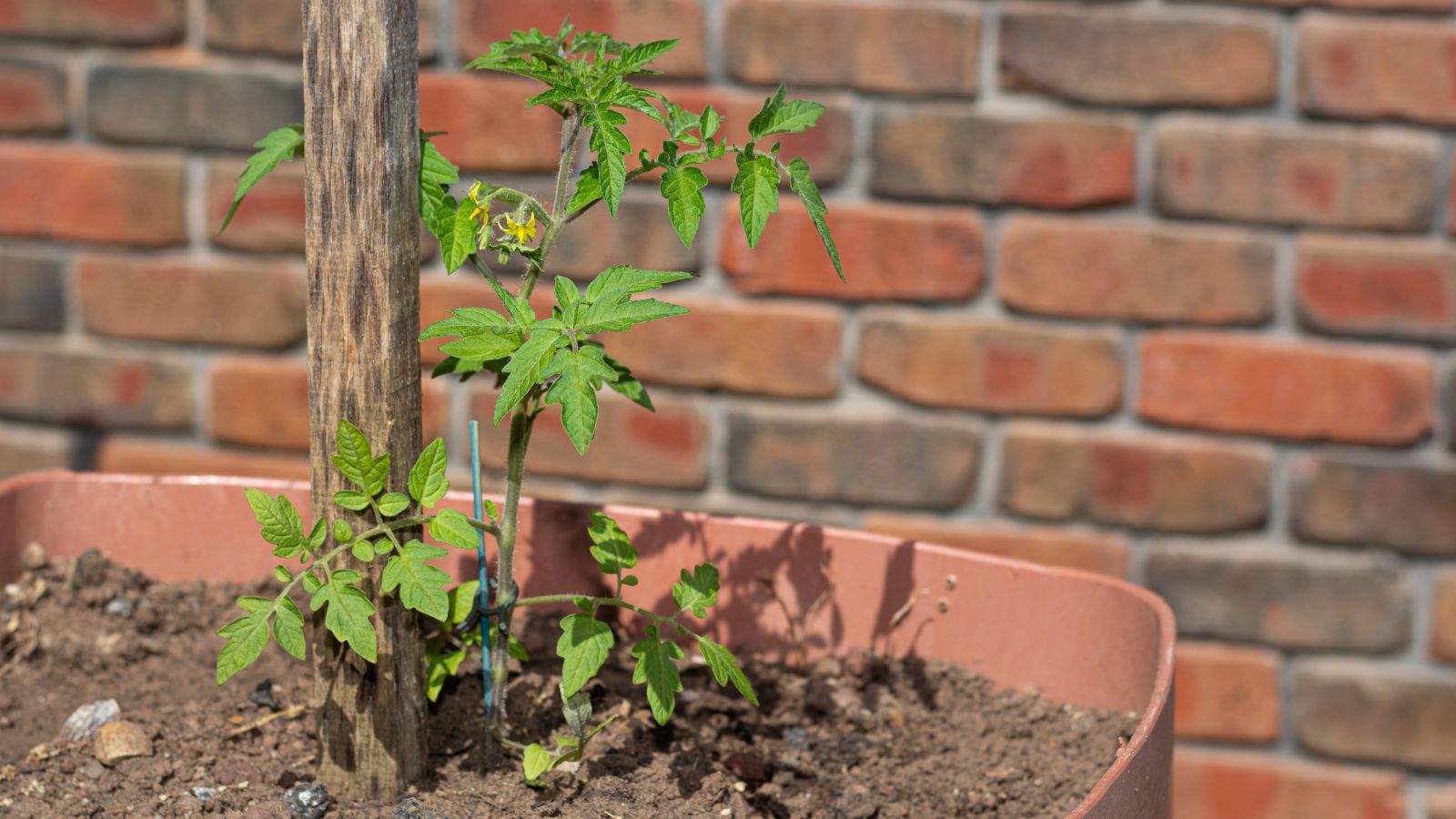 A shot of a potted crop planted near a wooden support structure in a well lit area outdoors