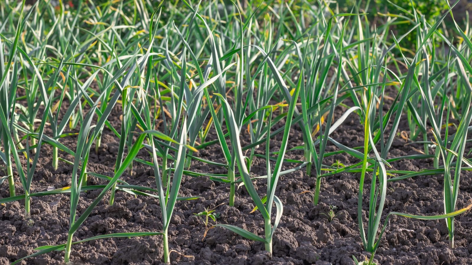 A shot of a small composition of green tops of a crop growing in rich brown soil, in a bright sunlit area outdoors