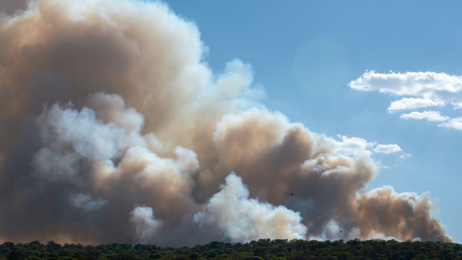 A shot of large fumes emerging from a large forest area, showcasing the effects on garden from wildfire smoke