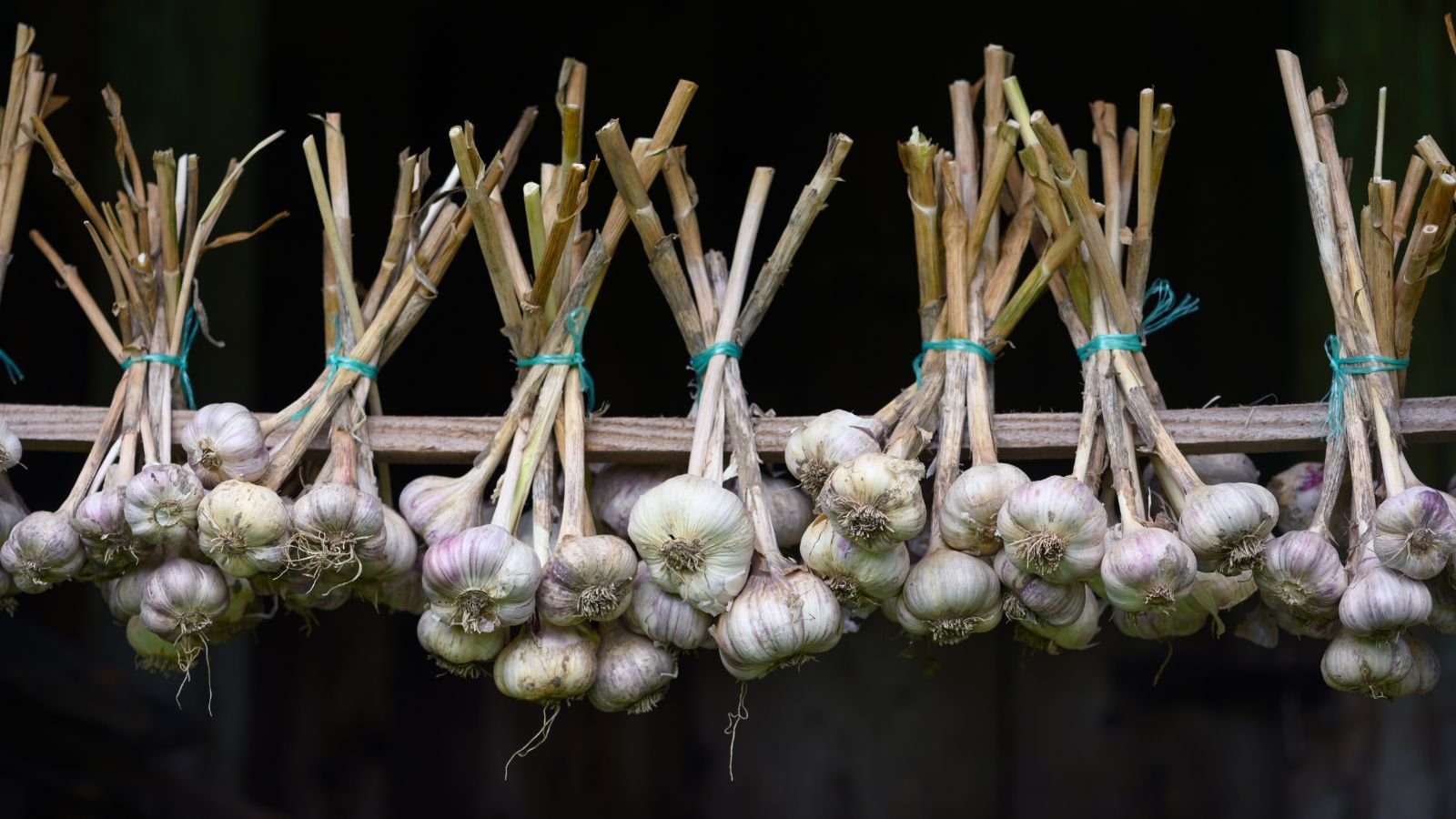 A shot of several hanging bulbs air-drying from a wooden pole, placed in a well lit area outdoors