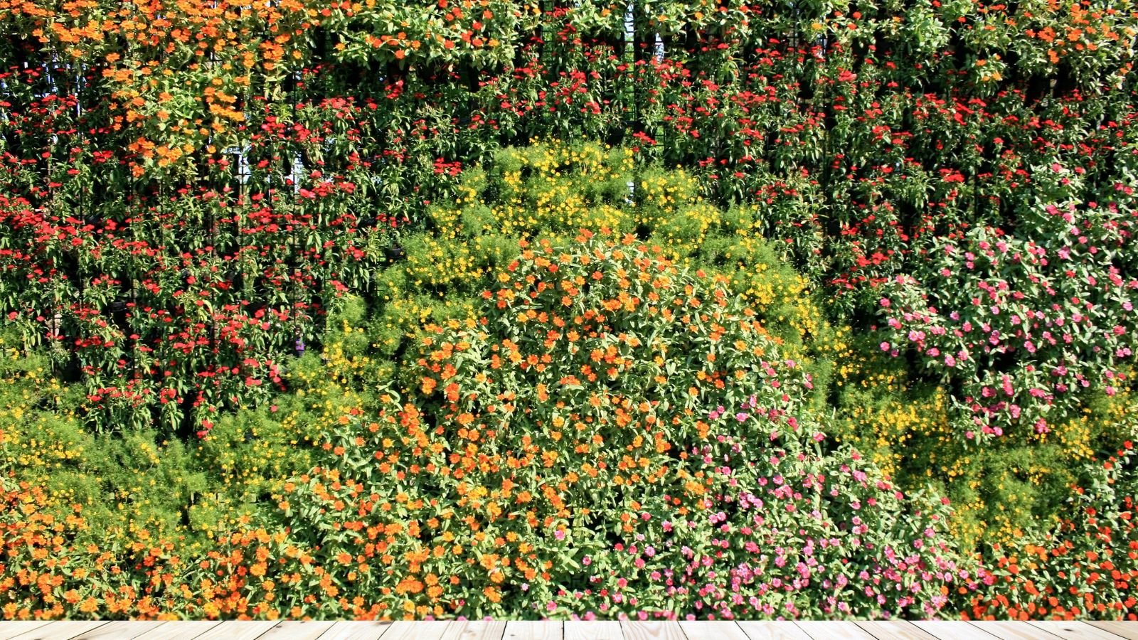 A vertical garden with lovely blooms, attached to lush bushes of different shades of green