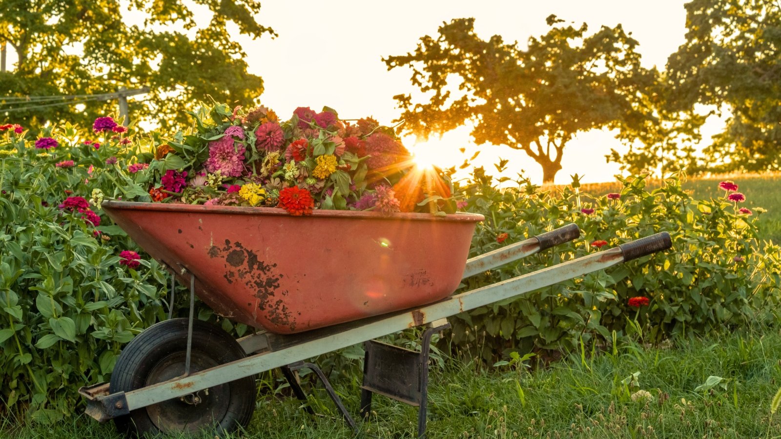 A wheelbarrow piled high with wilted, colorful zinnia flower heads recently pruned from a garden patch.
