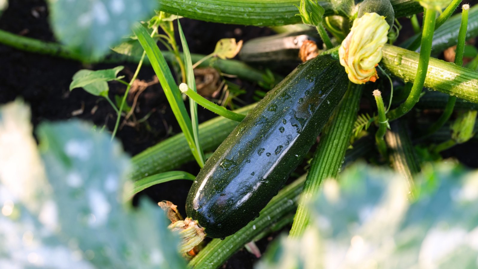 A green zucchini fruit nestled among broad green leaves, glistening with water drops.