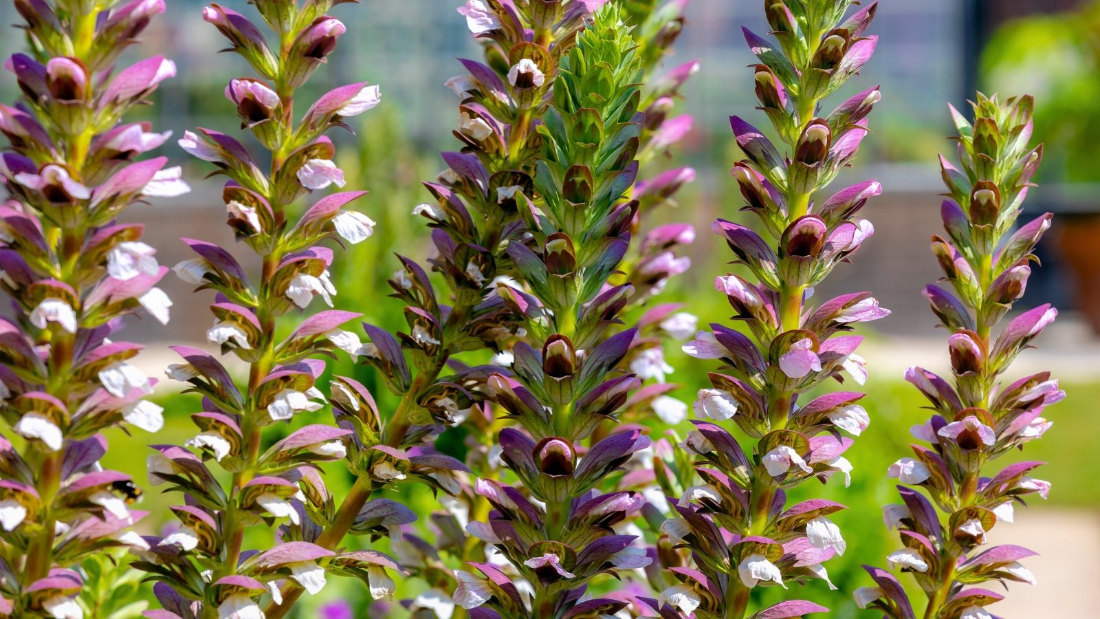 Tall, upright spires of white, tubular blossoms emerging from purple-green, cone-like bracts.