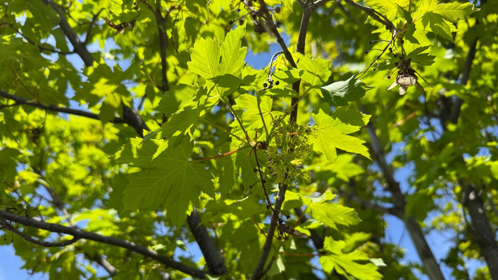 A lovely branch of the Acer circinatum with bright green leaves appearing almost translucent under the sunlight