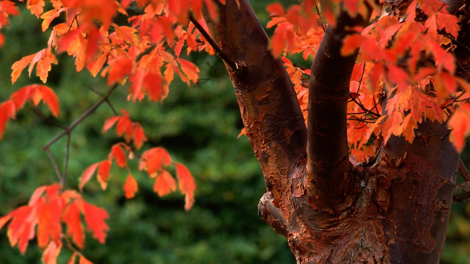 A garden tree with peeling cinnamon-brown bark and broad, three-lobed leaves glowing in fiery orange-red tones in fall.